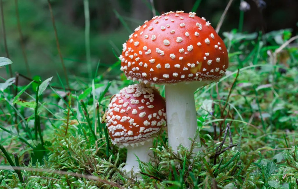 Finding Amanita Mushroom Gummies Online: Best Deals